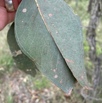 Unidentified Gum Tree at Wollondilly Local Government Area - 26 Jan 2024 by Mavis