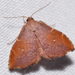 Heterorta plutonis (A Noctuid moth (Acontiinae) at QPRC LGA - 23 Jan 2024 by DianneClarke