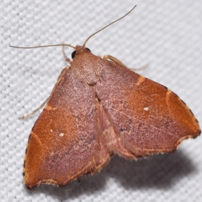 Heterorta plutonis (A Noctuid moth (Acontiinae) at QPRC LGA - 23 Jan 2024 by DianneClarke