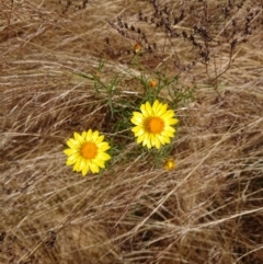 Xerochrysum viscosum (Sticky Everlasting) at Mount Pleasant - 14 Dec 2022 by Pallis2020