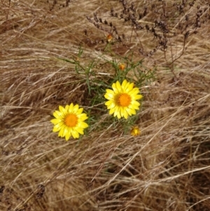 Xerochrysum viscosum at Mount Ainslie to Black Mountain - 14 Dec 2022 01:26 PM