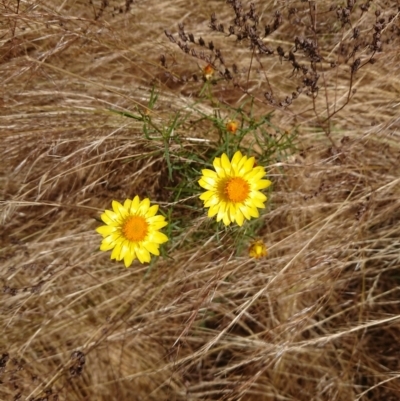 Xerochrysum viscosum (Sticky Everlasting) at Mount Ainslie to Black Mountain - 14 Dec 2022 by Pallis2020