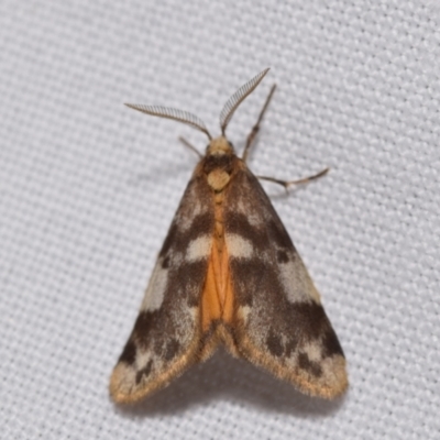 Anestia (genus) (A tiger moth) at QPRC LGA - 23 Jan 2024 by DianneClarke