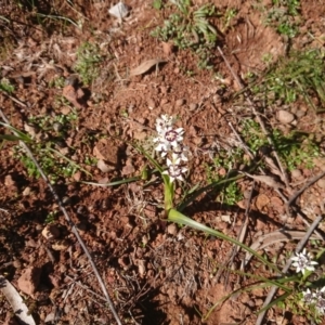 Wurmbea dioica subsp. dioica at Mount Ainslie to Black Mountain - 31 Jul 2020 01:42 PM