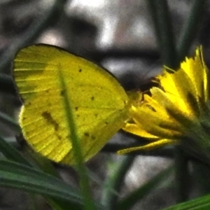 Eurema smilax at Namadgi National Park - 26 Jan 2024 12:40 PM