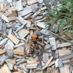 Cryptocheilus bicolor (Orange Spider Wasp) at Curtin, ACT - 26 Jan 2024 by LOz