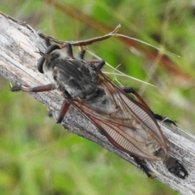 Neoaratus hercules (Herculean Robber Fly) at Birrigai - 25 Jan 2024 by JohnBundock