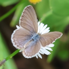 Zizina otis (Common Grass-Blue) at Wodonga - 26 Jan 2024 by KylieWaldon