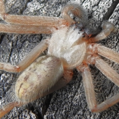Delena cancerides (Social huntsman spider) at Tidbinbilla Nature Reserve - 25 Jan 2024 by JohnBundock