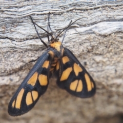 Amata (genus) (Handmaiden Moth) at Namadgi National Park - 19 Jan 2024 by BarrieR