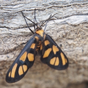 Amata (genus) at Namadgi National Park - 20 Jan 2024