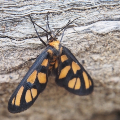 Amata (genus) (Handmaiden Moth) at Tharwa, ACT - 19 Jan 2024 by BarrieR