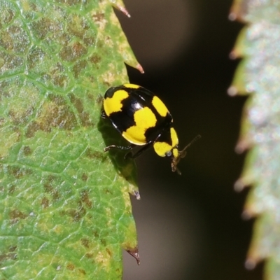 Illeis galbula (Fungus-eating Ladybird) at Wodonga - 26 Jan 2024 by KylieWaldon