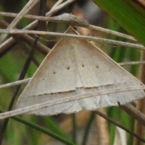 Epidesmia hypenaria at Birrigai - 25 Jan 2024