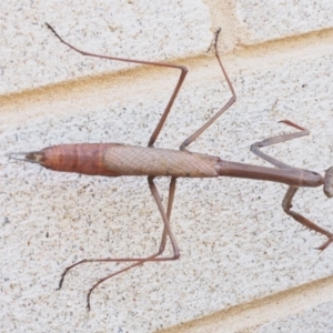 Archimantis sp. (genus) at Chapman, ACT - 19 Jan 2024