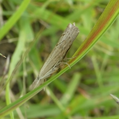 Culladia cuneiferellus (Crambinae moth) at Mongarlowe River - 24 Jan 2024 by arjay