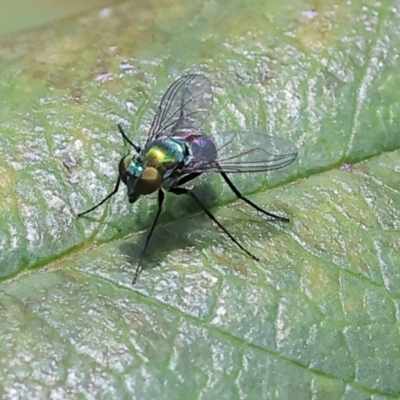 Dolichopodidae (family) (Unidentified Long-legged fly) at Wodonga - 26 Jan 2024 by KylieWaldon