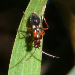 Unverified Insect by arjay