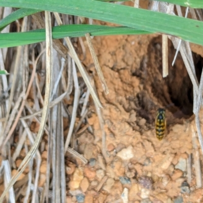 Vespula germanica (German Yellowjacket Wasp (also known as European Wasp)) at Watson Green Space - 26 Jan 2024 by AniseStar