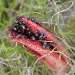 Clathrus archeri (Seastar Stinkhorn) at Mount Clear, ACT - 23 Jan 2024 by SWishart