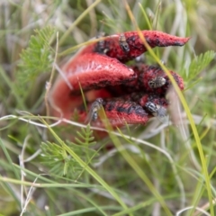 Clathrus archeri at Namadgi National Park - 24 Jan 2024