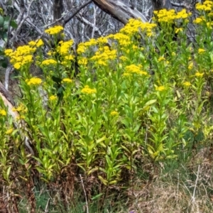 Senecio linearifolius var. latifolius at Namadgi National Park - 24 Jan 2024 11:24 AM