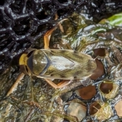 Notonectidae (family) (Backswimmer) at Watson, ACT - 26 Jan 2024 by AniseStar