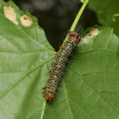 Phalaenoides glycinae (Grapevine Moth) at Downer, ACT - 26 Jan 2024 by RobertD