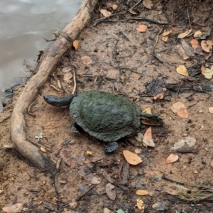 Chelodina longicollis at Watson Green Space - 26 Jan 2024 01:23 PM