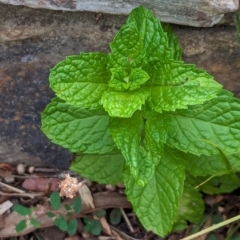 Mentha spicata (Garden Mint) at Watson Green Space - 26 Jan 2024 by AniseStar