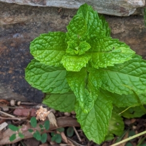 Mentha spicata at Watson Green Space - 26 Jan 2024 02:18 PM