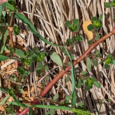 Portulaca oleracea (Munyeroo ,Pigweed, Purslane) at Watson Green Space - 26 Jan 2024 by AniseStar