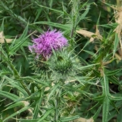 Cirsium vulgare at Watson Green Space - 26 Jan 2024