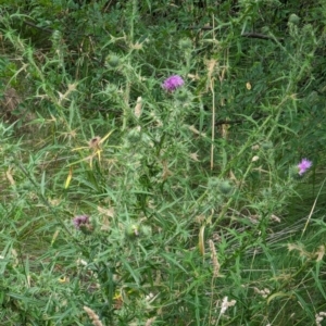 Cirsium vulgare at Watson Green Space - 26 Jan 2024