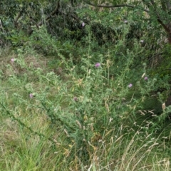 Cirsium vulgare at Watson Green Space - 26 Jan 2024