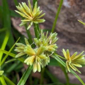 Cyperus eragrostis at Watson Green Space - 26 Jan 2024