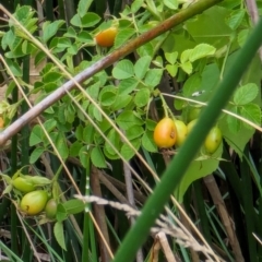 Rosa rubiginosa (Sweet Briar, Eglantine) at Watson Green Space - 26 Jan 2024 by AniseStar