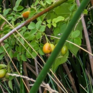 Rosa rubiginosa at Watson Green Space - 26 Jan 2024 02:22 PM