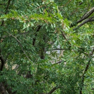 Ulmus parvifolia at Watson Green Space - 26 Jan 2024