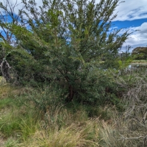 Ulmus parvifolia at Watson Green Space - 26 Jan 2024