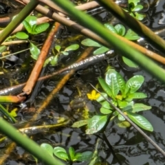 Ludwigia peploides subsp. montevidensis (Water Primrose) at Watson Green Space - 26 Jan 2024 by AniseStar