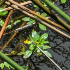 Ludwigia peploides subsp. montevidensis at Watson Green Space - 26 Jan 2024