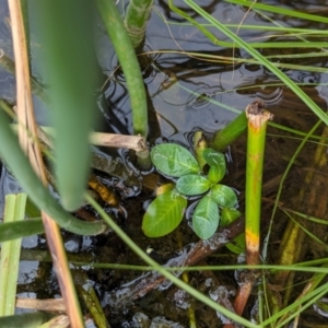 Ludwigia peploides subsp. montevidensis at Watson Green Space - 26 Jan 2024