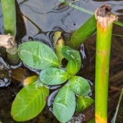 Ludwigia peploides subsp. montevidensis at Watson Green Space - 26 Jan 2024 01:04 PM