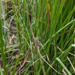 Anisoptera (suborder) (Unidentified dragonfly) at Watson, ACT - 26 Jan 2024 by AniseStar