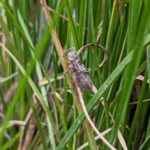 Anisoptera (suborder) at Watson, ACT - 26 Jan 2024