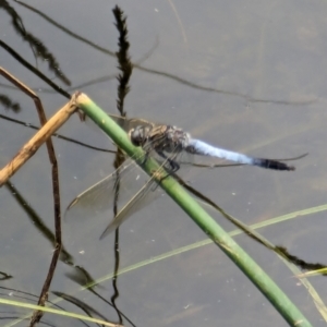 Orthetrum caledonicum at Watson, ACT - 26 Jan 2024