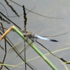 Orthetrum caledonicum at Watson, ACT - 26 Jan 2024