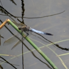 Orthetrum caledonicum at Watson, ACT - 26 Jan 2024