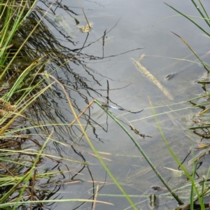 Orthetrum caledonicum at Watson, ACT - 26 Jan 2024